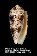 Conus stercusmuscarum